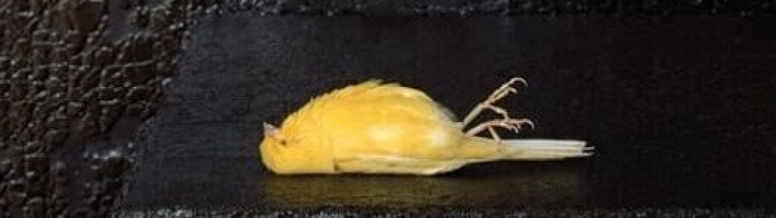 Pieter Laurens Mol – Night Flight